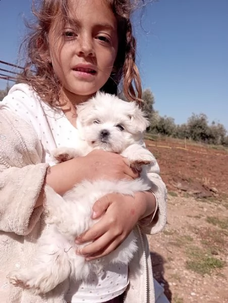 adorabili cuccioli maltesi in adozione | Foto 2