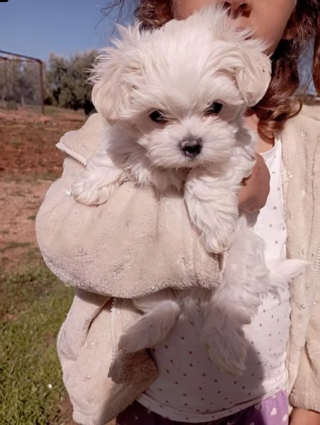 adorabili cuccioli maltesi in adozione | Foto 1