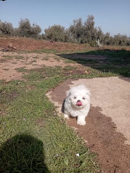 adorabili cuccioli maltesi in adozione | Foto 0