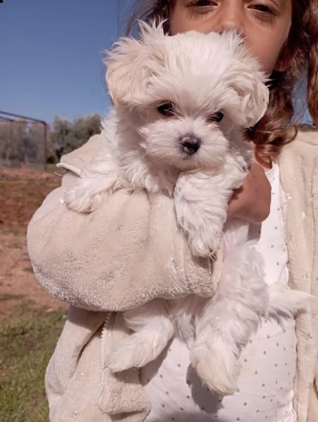 adorabili cuccioli maltesi in adozione