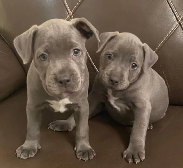 ultimi due american staffordshire blue