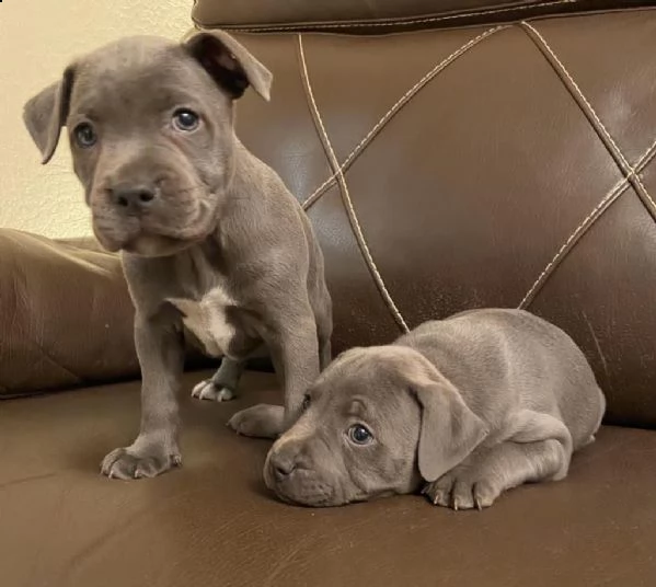 ultimi due american staffordshire blue | Foto 0