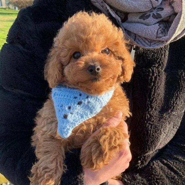 cuccioli di barboncina | Foto 0