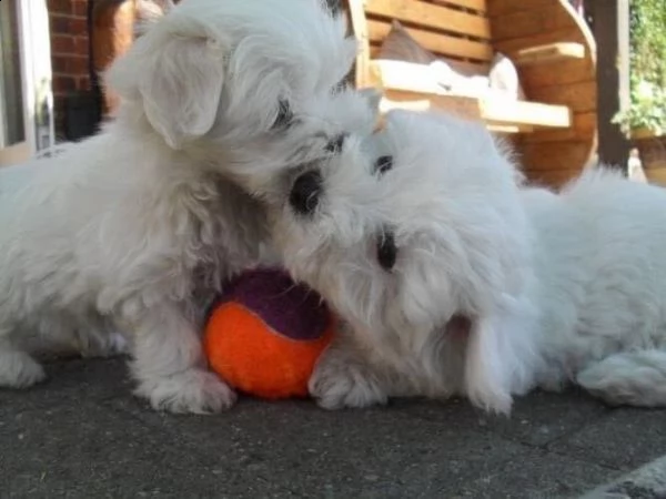 cuccioli di maltesi toy