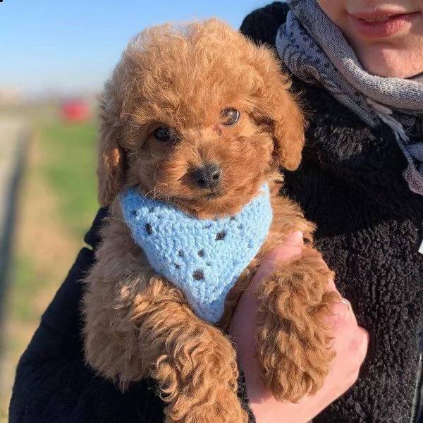 cuccioli di barboncina