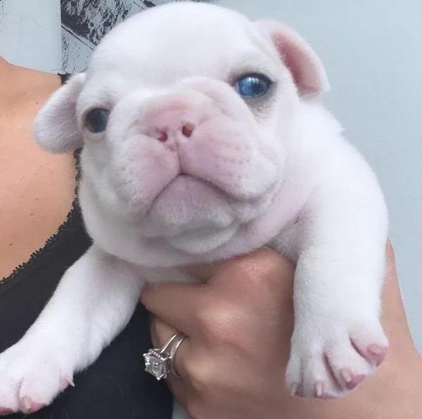 +++regalo cucciolo bulldog francese