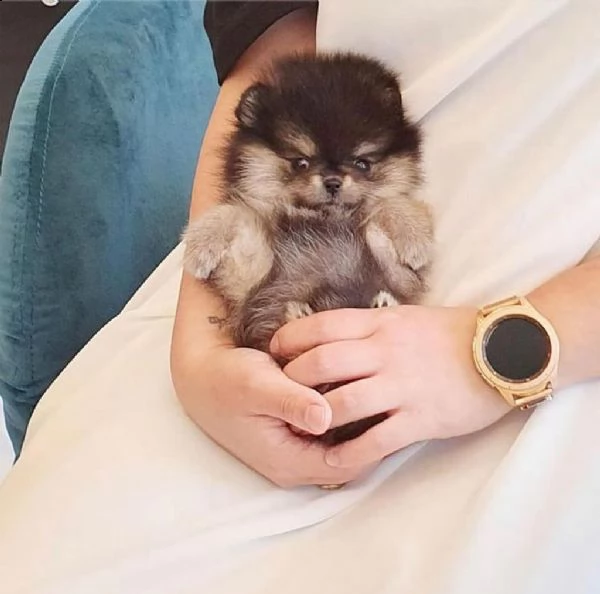 ---regalo cucciolo regalo pomerania mini giocattolo...