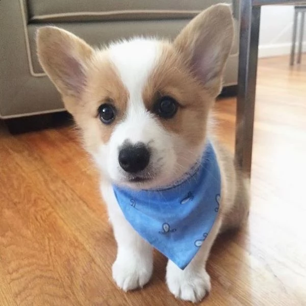 regalo welsh corgi 