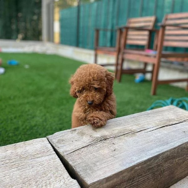 cuccioli barboncini toy piccoli  | Foto 0