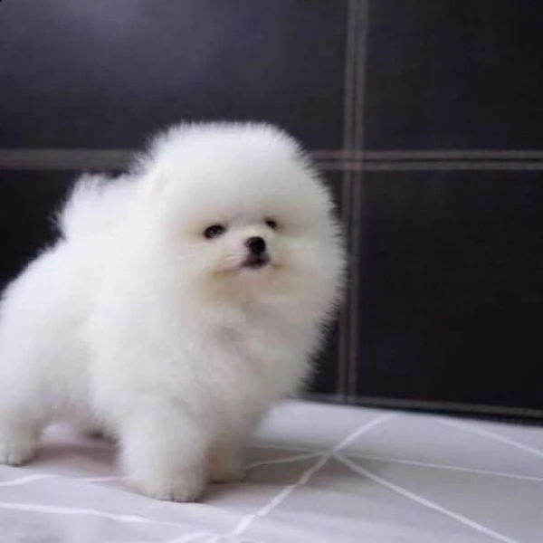 cuccioli di pomerania