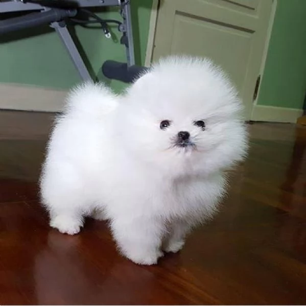 iouoiuo regalo cucciolo regalo pomerania mini giocattolo