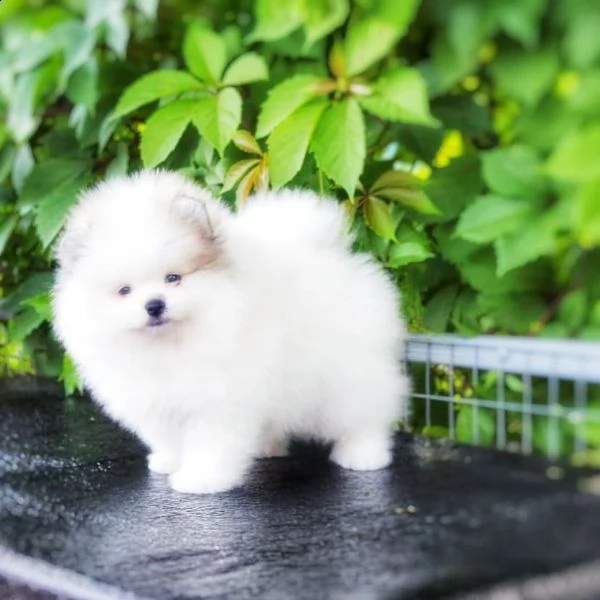 simpatico cucciolo di pomerania