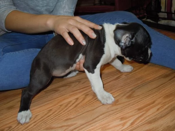 cuccioli di american amstaff