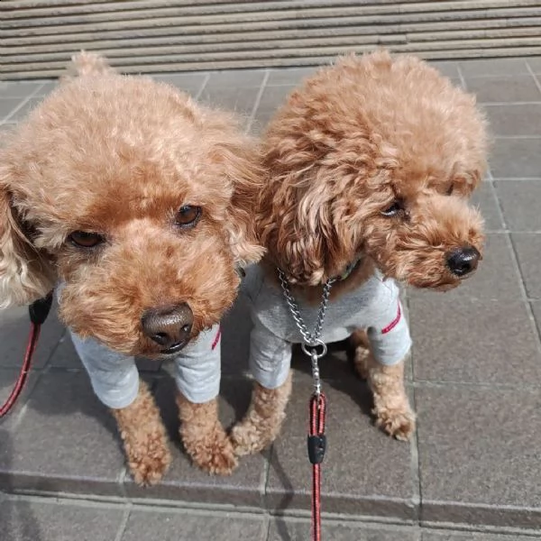 cuccioli di barbone giocattolo