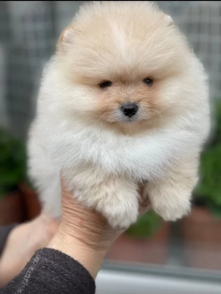 grazioso cucciolo di pomerania