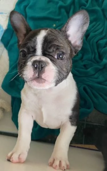  disponibili splendidi cuccioli di bulldog francese  splendidi cuccioli di bulldog francese disponib