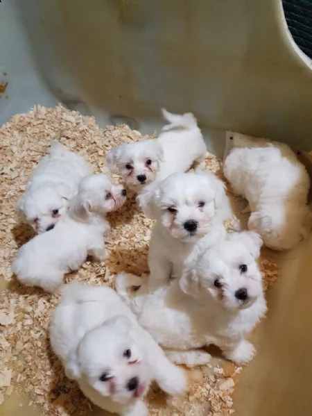 tazza da tè maltese terrier bambini | Foto 2