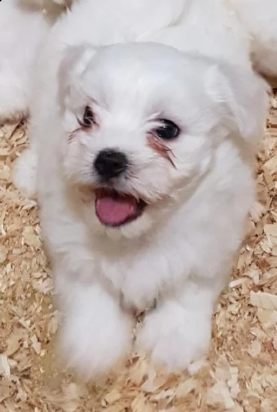 tazza da tè maltese terrier bambini | Foto 1