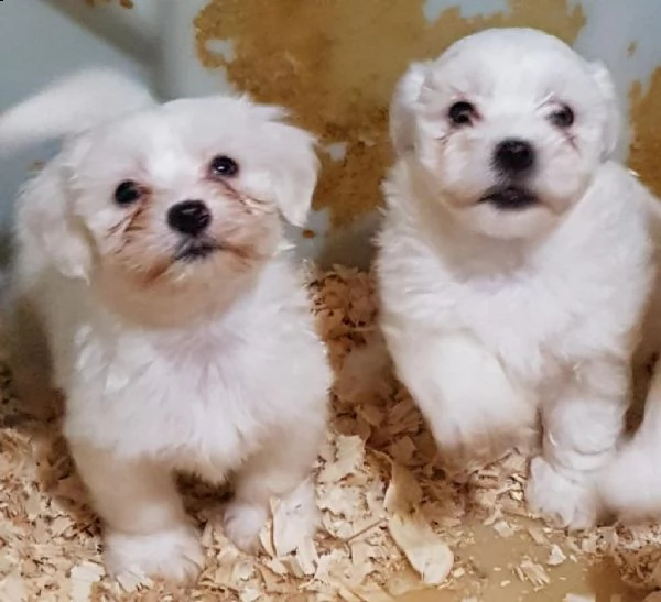 tazza da tè maltese terrier bambini | Foto 0