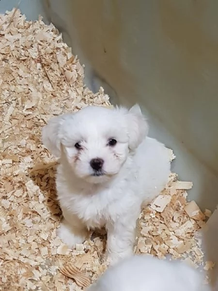 tazza da tè maltese terrier bambini