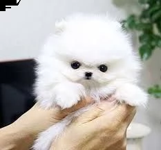  bellissimi cuccioli di volpino pomerania bellissimi cuccioli di volpino pomerania bellissimi cuccio