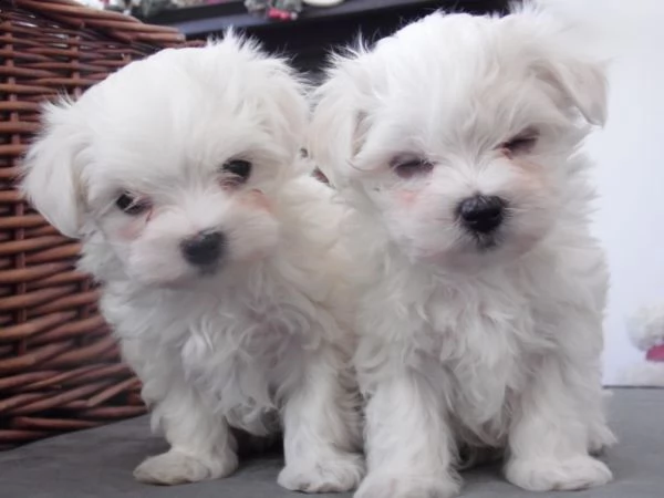 splendidi cuccioli maltesi teacup, 1 maschio e 1 femmina, registrati. i genitori sono animali domest