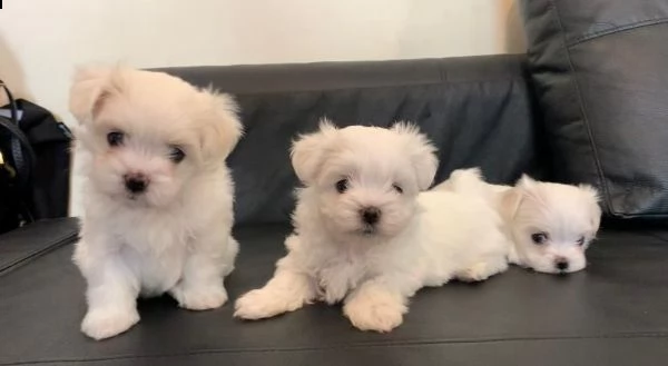 cuccioli maltesi intelligenti **** adozione splendidi cuccioli maltesi con tazza da tè a pelo pieno 