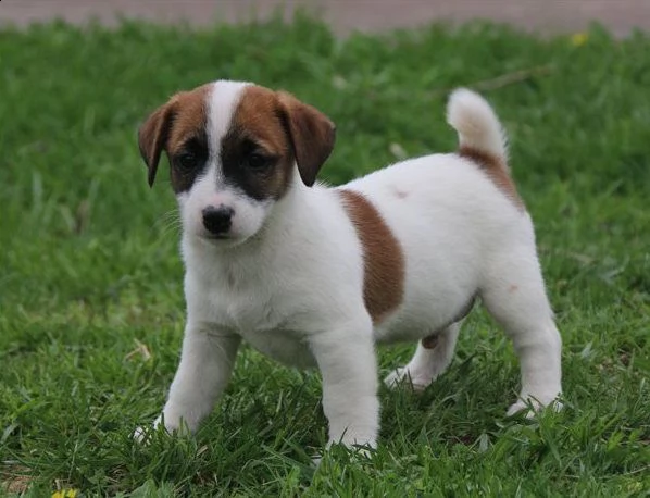 jack russell terrier pups, ciao, stiamo offrendo cuccioli di jack russell eccezionalmente ben addest