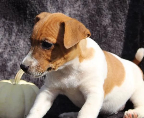 cuccioli di jack russell registrati per l'adozione. 12 settimane. sverminati e vaccinazioni aggiorna