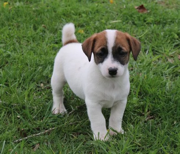 meravigliosi cuccioli di jack russell disponibili. i cuccioli hanno appena compiuto 14 settimane e o