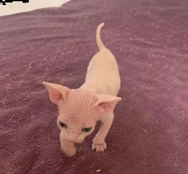 bellissimi gattini sphynx, 14 settimane e pronti a partire, il ragazzo è nero e la ragazza è crema, 