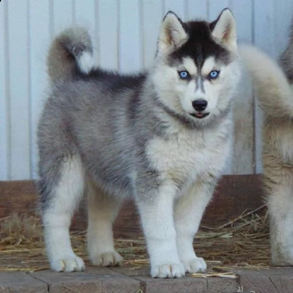 regalo siberian husky cuccioli, maschio e femmina