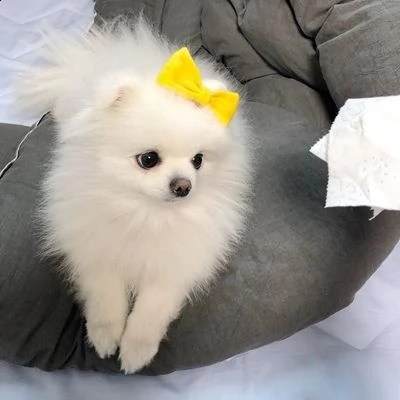  regalo pomerania cuccioli (maschio e femmina)