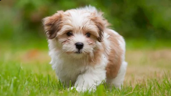 email : arwenbrades10[at]gmail[.com] bellissimi cuccioli di havanese con pedigree, tricolori, bianco-aran