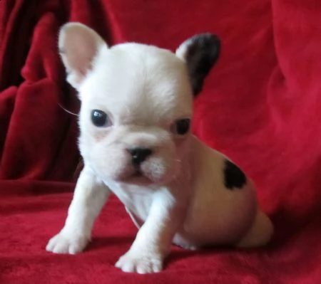 cuccioli di bulldog francese