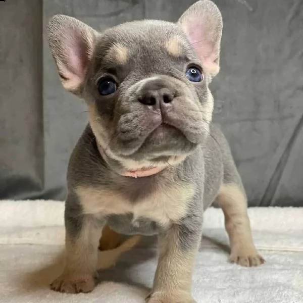 cuccioli di bulldog francese per l'adozione