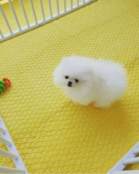 regalo cucciolo regalo pomerania mini giocattolo