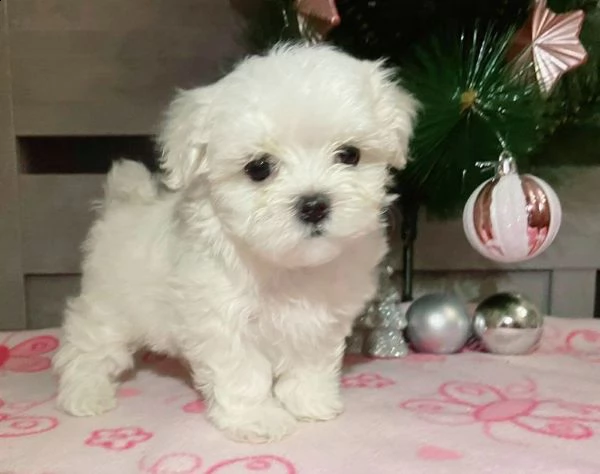 nmbmn regalo cucciolo maltese