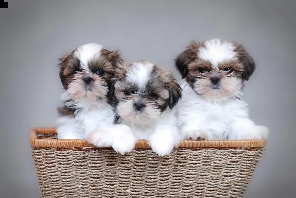 due cuccioli di shihtzu toy