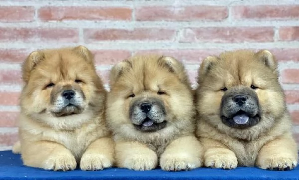 contattarci. bellissimi e buon regalo cuccioli di chow_chow piccoli, i cuccioli verra con il tuo num