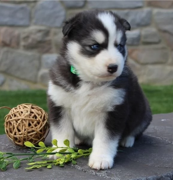 regalo siberian husky con pedigree 