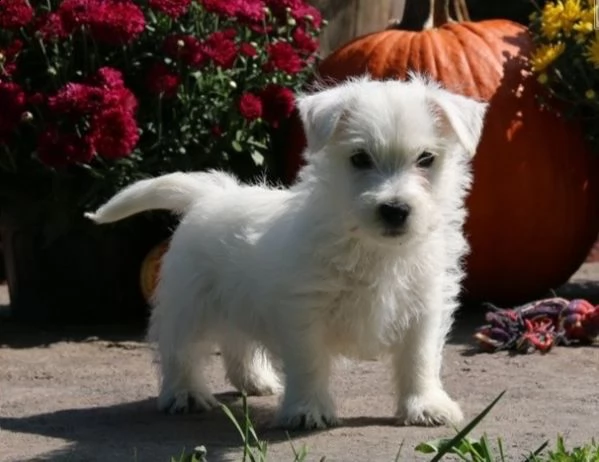 regalo adorabili cuccioli  west highland terrier bianco  femminucce e maschietti