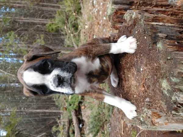  boxer cuccioli introvabili cuccioli di boxer intelligenti e dolcissimi attaccati al padrone cucciol