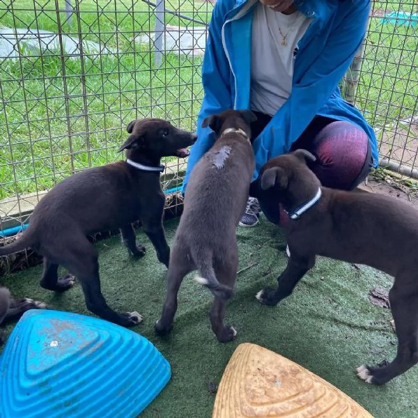 bellissimi cuccioli di levriero da regalare 