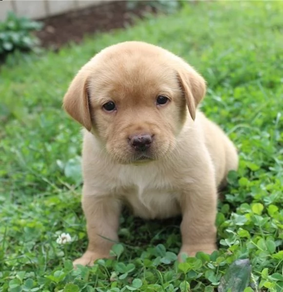 regalo labrador james cuccioli meravigliosi ! 