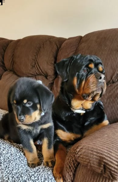  rottweiler cuccioli introvabili cuccioli di rottweiler intelligenti e dolcissimi attaccati al padro