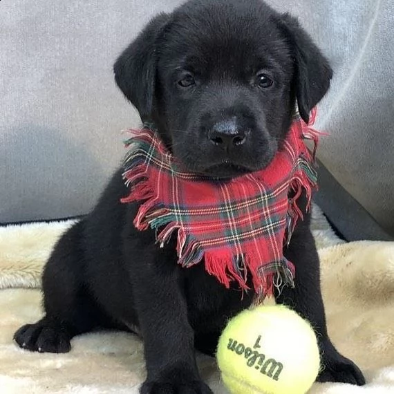 simpatici cuccioli di labrador retriever in adozione