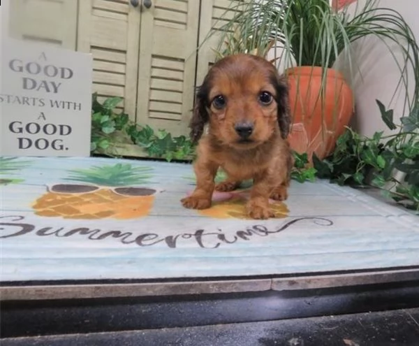  regalo adorabili cuccioli  bassotto femminucce e maschietti disponibili