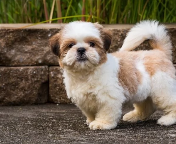 regalo bellissimi cuccioli allevati shih-tzu, colore bianco e nero.