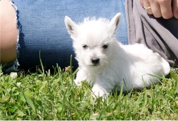 adorabili cuccioli  west highland terrier bianco  femminucce e maschietti disponibili